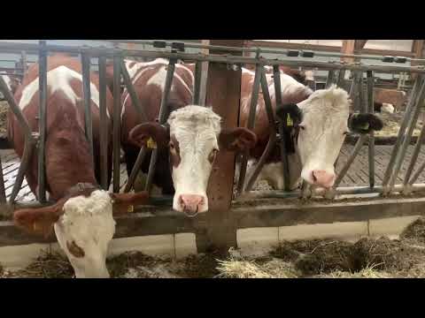 Видео: Ферма в Германии.2020г 7 января.