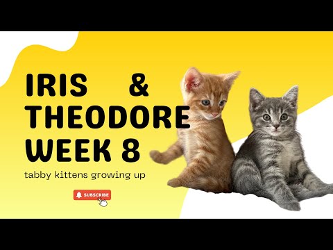 Видео: 8-я неделя «Взросление с Тео и Айрис» 🐾 | Подборка полосатых котят