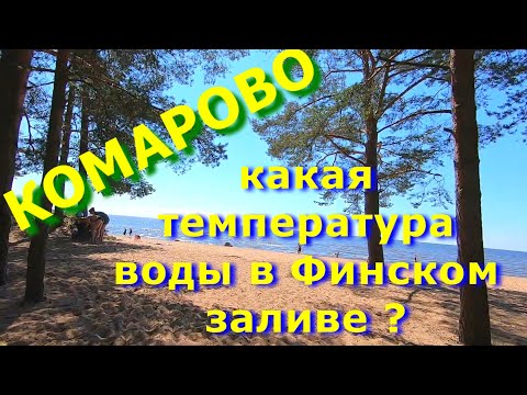Видео: Комарово сегодня. Лес и море