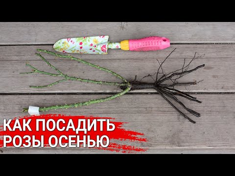 Видео: Как сажать розы осенью | Посадка роз с открытой корневой системой