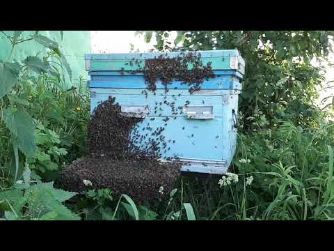Видео: Огромный рой пчел прилетел в улей. 101% !!!