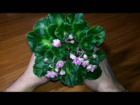 Видео: Кто такие ногохвостки (подуры)? Стоит ли их опасаться?