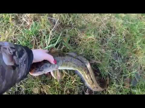 Видео: р. Юхоть. Рыбалка. Налим.