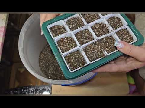 Видео: Посев семян литопсов.