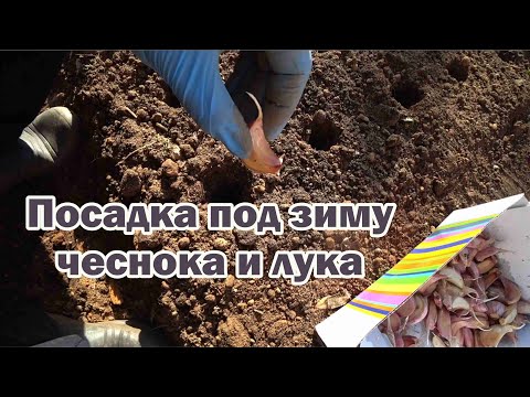 Видео: Посадка под зиму чеснока и лука