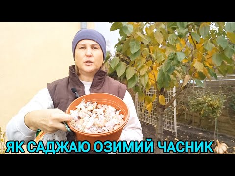 Видео: Посадила ОЗИМИЙ ЧАСНИК🧄КРІП🌱ПЕТРУШКУ☘️НАРЦИСИ#посадкаозимогочаснику#посадкачаснику#колисаджатичасник