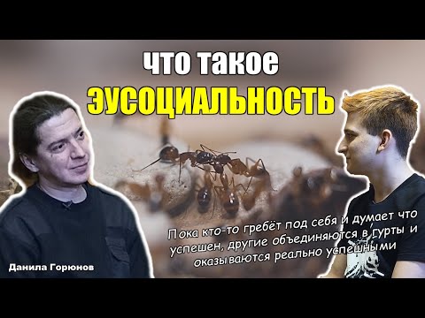 Видео: Что такое эусоциальность? Причем здесь муравьи? | Данила Горюнов в интервью «Мирмекологии— Просто»