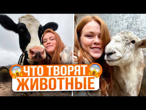 Видео: БАРАН И КОРОВА ДОВЕЛИ ДО СЕДЫХ ВОЛОС ФЕРМЕРА | Приключения животных продолжаются