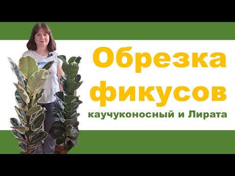 Видео: ОБРЕЗКА ФИКУСОВ: каучуконосный Эластика Тинеке и фикус Лирата. Правила обрезки и укоренения черенков