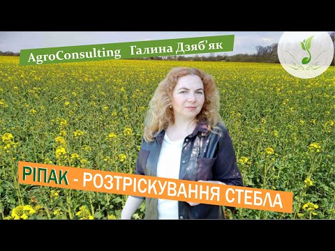 Видео: Розтріскування стебла ріпаку: причини, наслідки,  як захистити посіви?