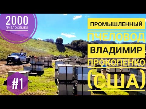 Видео: #1: 2000 #пчелосемей: пром-ый #пчеловод Владимир Прокопенко (США)