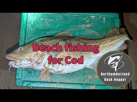 Видео: Пляжная рыбалка на треску