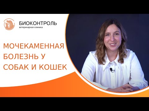 Видео: 🐈 Мочекаменная болезнь у питомцев: лечение и профилактика. Мочекаменная болезнь у собак и кошек. 18+