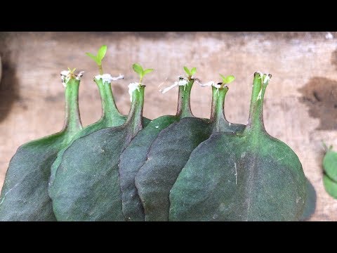 Видео: Как посадить листья каланхоэ в пластиковые бутылки | Bryophyllum calycinum