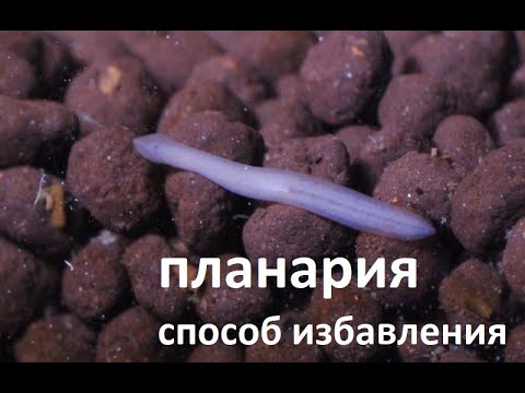 Видео: планария способ избавления