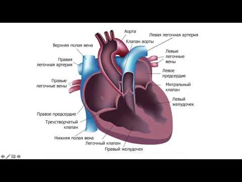 Видео: Общий артериальный ствол