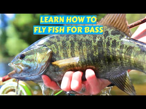 Видео: Начало ловли окуня нахлыстом