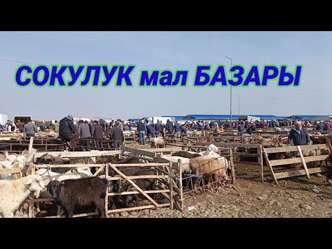 Видео: СОКУЛУК мал БАЗАРЫ