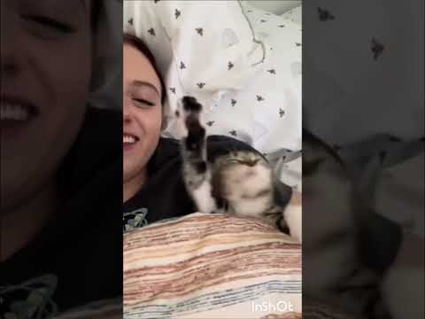 Видео: Милые котики(приколы)