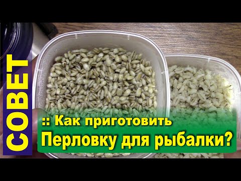 Видео: Как приготовить перловку для рыбалки