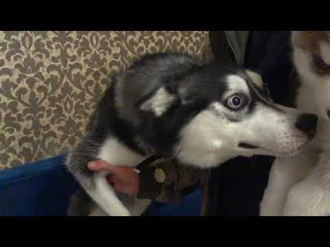 Видео: РЕАКЦИЯ Хаски на щенка /НОВЫЙ ПИТОМЕЦ / Сибирский Хаски Джесси