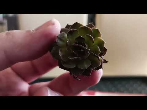 Видео: Распаковка молодило (часть 2)