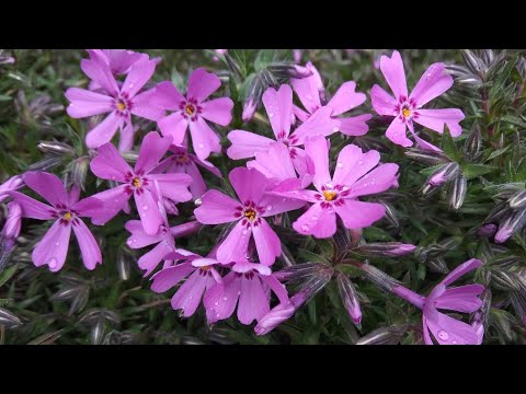 Видео: Флокс шиловидный. Цветение в начале мая. Стрижка после зимы. Черенкование. 🌱🌱🌱Посадка анемоны.