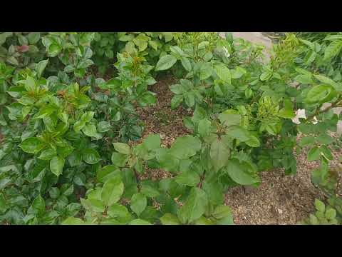 Видео: Расстояние между кустами роз. Проблема из проблем. #розы