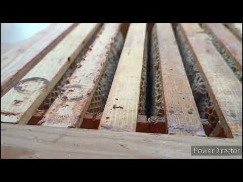 Видео: Пчелы 9.01.2024. Что, где, когда..?!!