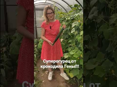 Видео: 🥒🥒🥒Супер огурец Крокодил Гена🐊🐊🐊