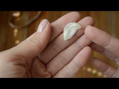 Видео: Душистый горошек- ботанический разбор цветка