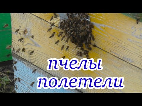 Видео: ЗИМНИЙ ОБЛЕТ ПЧЕЛ. ЧТО НАДО СДЕЛАТЬ? #пчелы