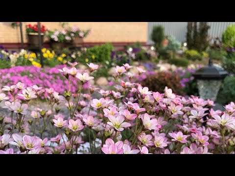 Видео: 🌸Счастье есть 😊🌸😉Мой цветник в начале лета🌞🐝🦋Обзор новых растений😍🌱🌿🌱