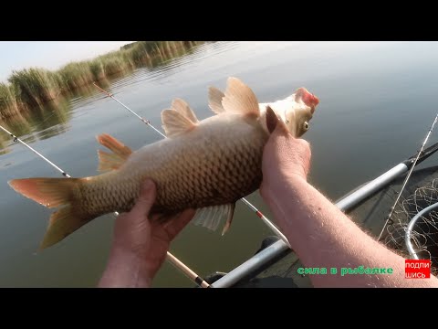 Видео: РЫБАЛКА НА СПИННИНГ КРОКОДИЛ. САЗАН ДАЛ ЖАРУ !!!