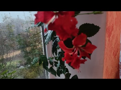 Видео: ОТРИМАЛА ПОСИЛКУ З ПЕЛАРГОНІЯМИ.У НАС КВІТУЮТЬ ХРИЗАНТЕМИ І ТРОЯНДИ.