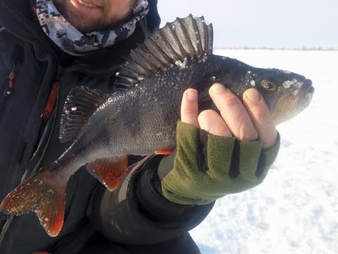 Видео: озеро Эндра или окунёвое эльдорадо март 2019