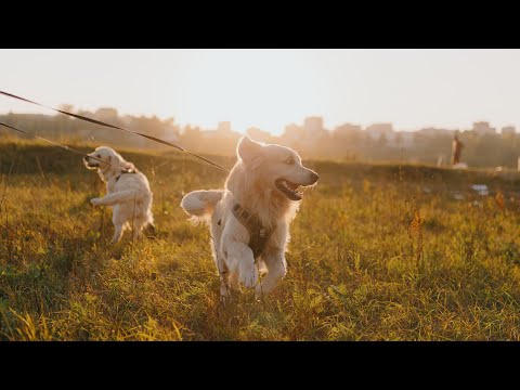 Видео: POV Фотосъемка на закате на Sigma 35mm f1.4 art | Pov Golden Hour Photography 35mm art