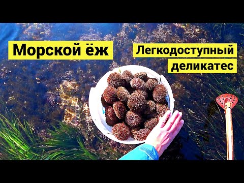 Видео: Морской ёж. Легкодоступный деликатес // СУБТИТРЫ