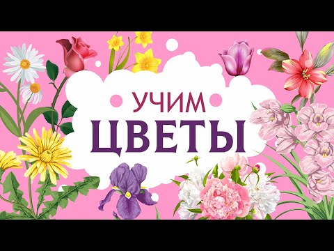 Видео: Цветы для детей. Учим названия