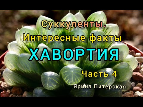 Видео: Суккуленты.Интересные факты.Хавортия.Часть 4