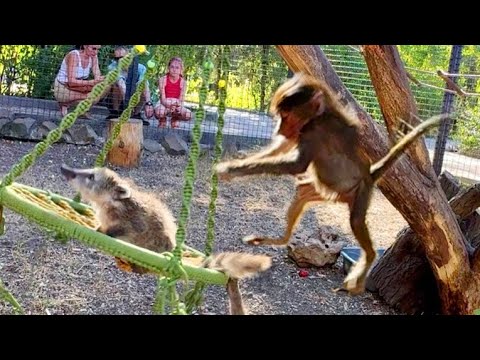 Видео: Маню не узнать- столько энергии, ей надо успеть везде! Успевает играть с Тосей и с носушками! Тайган