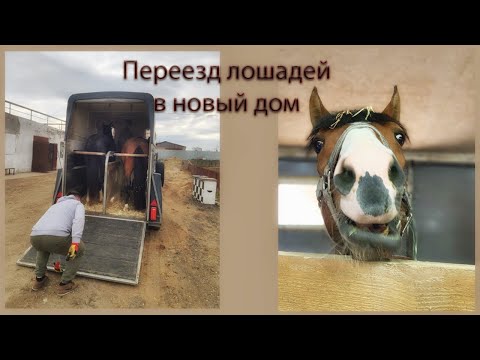 Видео: VLOG. Переезд в другую конюшню!