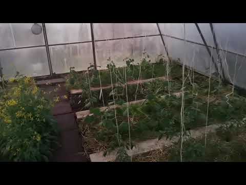 Видео: Чтобы не было ФИТОФТОРЫ Закрывайте Теплицу Вовремя!