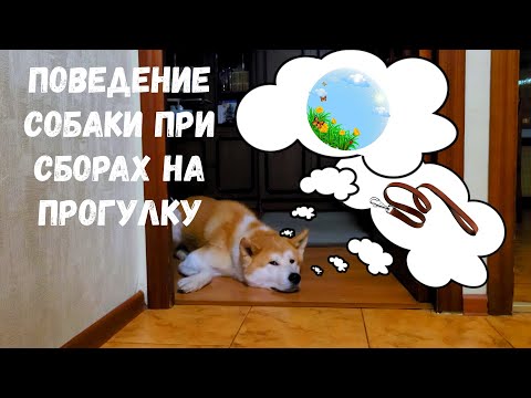 Видео: Как должны проходить сборы на прогулку.