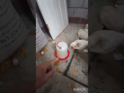 Видео: Тооктор ушундай ооруса кантип дарылоо керек