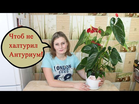 Видео: Антуриум цветёт как сумасшедший! Пересадка и Уход! НЕ ЦВЕТЕТ АНТУРИУМ, ЖЕЛТЕЮТ и СОХНУТ ЛИСТЬЯ !