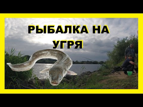 Видео: РЫБАЛКА НА УГРЯ 2020 ! РЫБАЛКА В ГЕРМАНИИ 2020 ! Aal angeln 2020 !