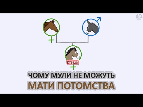 Видео: Чому мули не можуть мати потомства [MinuteEarth]