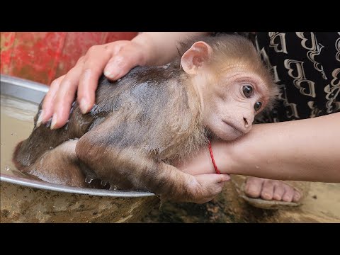 Видео: Бубу взрослый, но все еще очень послушный и слушается Вана.