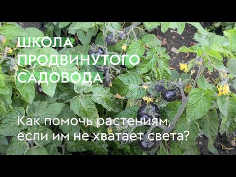 Видео: Как помочь растениям, если им не хватает света? #ШПС № 132